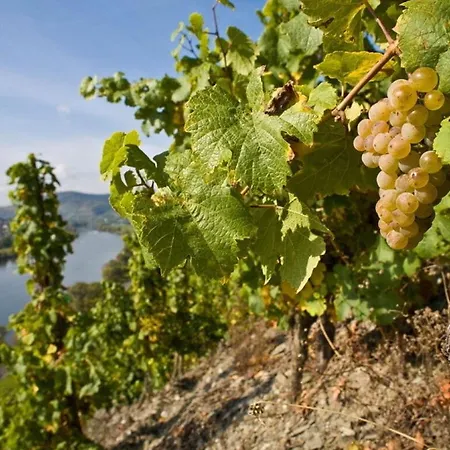 Vakantiehuis Muehlenhof - Mueller Thurgau Maring-Noviand